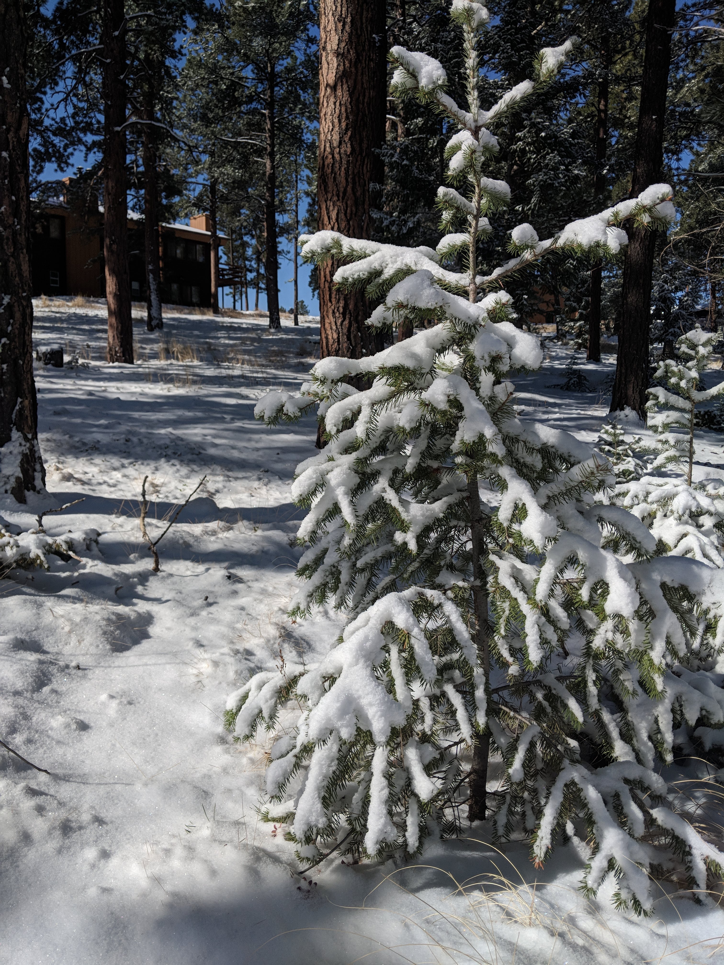 The Nature Place Colorado Property Site Winter